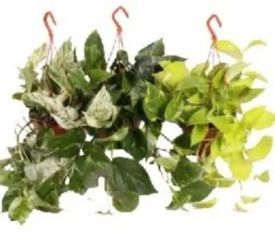 Эпипремнум Микс 12/20 фото в интернет-магазине Флоранж