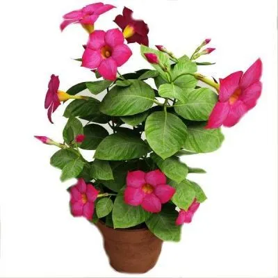 Мандевилла 13/35 фото в интернет-магазине Флоранж