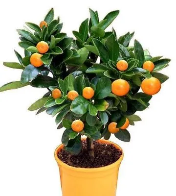 Цитрус Каламондин 15/50 фото в интернет-магазине Флоранж