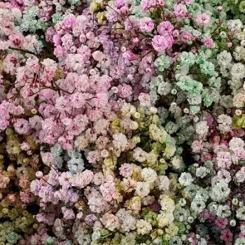 _гипсофила краш рейнбоу изр.