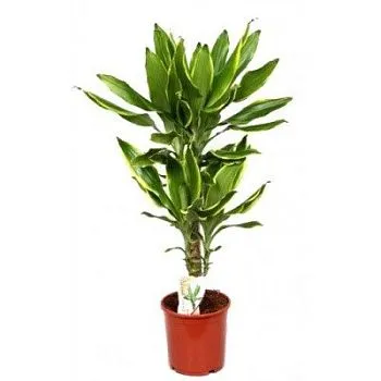 Драцена деременская Голден Коаст 17/80 2 ств.