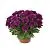 Хризантема кустовая Грандеза Пурпл 13/30