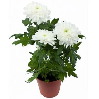 Хризантема Зембла Вайт 13/35 фото в интернет-магазине Флоранж