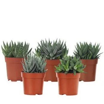 Хавортия Микс 05/10