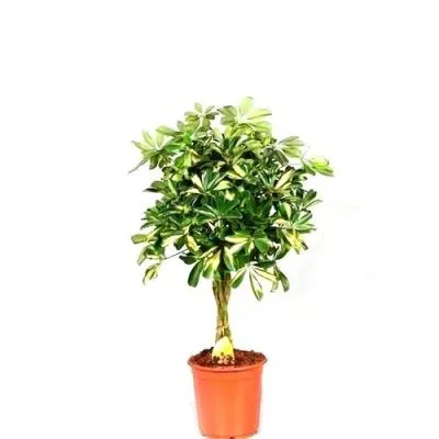 Шефлера Голд Капелло 21/75 штамб фото в интернет-магазине Флоранж