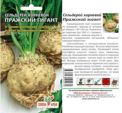 Сельдерей корневой Пражский Гигант (цветной пакет) 0,5г; Семена Алтая фото в интернет-магазине Флоранж