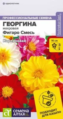 Георгина Фигаро Смесь (цветной пакет) 5шт; Семена Алтая фото в интернет-магазине Флоранж