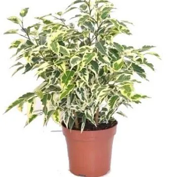 Фикус Бенджамина Саманта 14/50