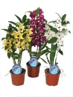 Дендробиум Нобиле Микс 12/50 фото в интернет-магазине Флоранж
