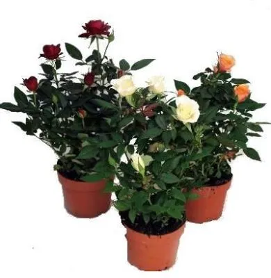 Роза Фаворит Микс 13/30 фото в интернет-магазине Флоранж