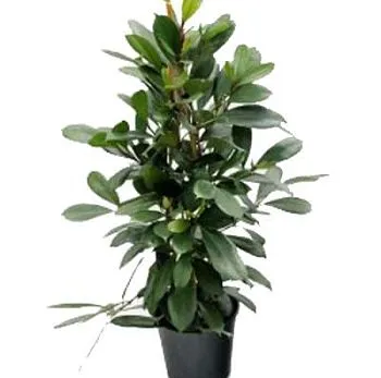 Фикус Циатистипула 21/100