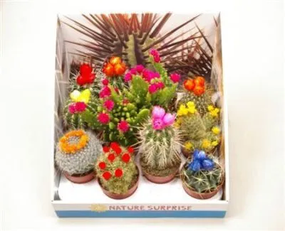 Кактус Строблоем Сухоцвет 05/15 фото в интернет-магазине Флоранж