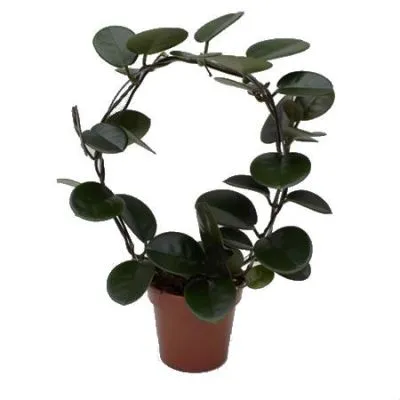 Хойя Лиза Боу 12/45 фото в интернет-магазине Флоранж