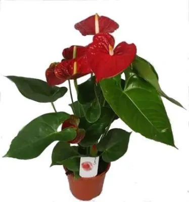 Антуриум Динамит 17/60 фото в интернет-магазине Флоранж