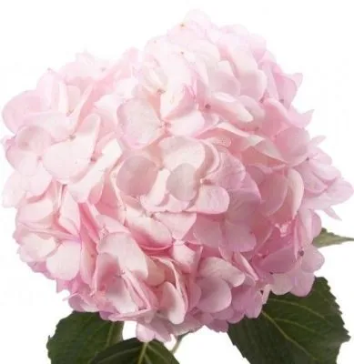 гидрангия розовая; Колумбия фото в интернет-магазине Флоранж