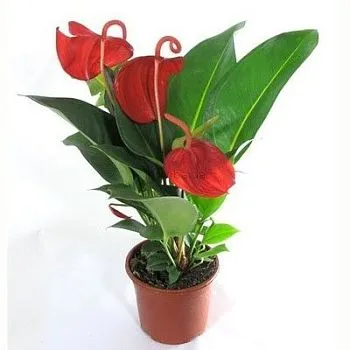 Антуриум Шерцера Ред 14/50