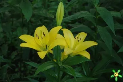 лилия лонгифлорум Тиррено фото в интернет-магазине Флоранж