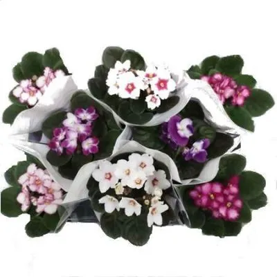 Сениполия Биколор Микс 12/20 фото в интернет-магазине Флоранж