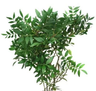 лист фисташки фото в интернет-магазине Флоранж