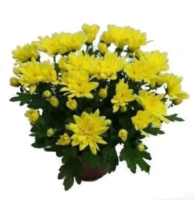 Хризантема кустовая Грандеза Йеллоу 13/30 фото в интернет-магазине Флоранж