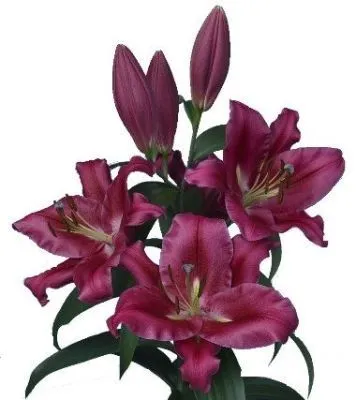 лилия ориенталь Карбонеро фото в интернет-магазине Флоранж
