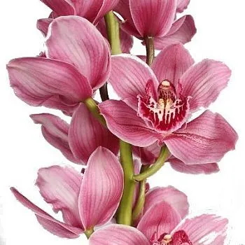 цимбидиум Моника фото вживую в руках, состав, цветовая гамма 