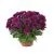 Хризантема кустовая Грандеза Пурпл 13/30 фото в интернет-магазине Флоранж