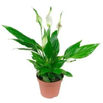 Спатифиллюм Чопин 09/35 Акция фото в интернет-магазине Флоранж