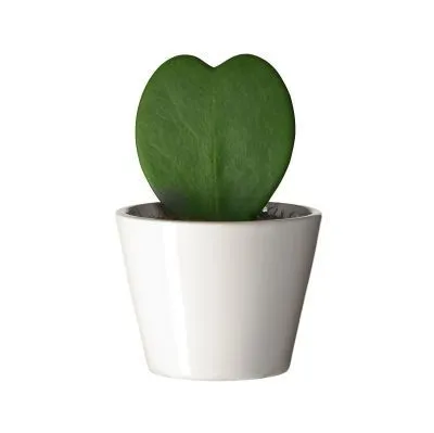 Хойя Керри 06/15 фото в интернет-магазине Флоранж