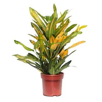 Кодиум Санни Стар 12/25