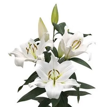 _лилия ор замбези супра фото вживую в руках, состав, цветовая гамма 