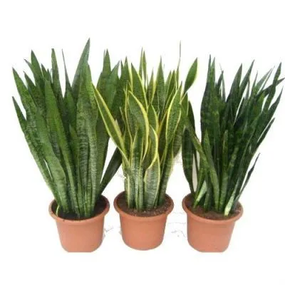 Сансевиерия Микс 10/30 фото в интернет-магазине Флоранж