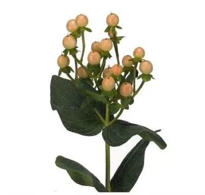 гиперикум Меллоу Романс фото в интернет-магазине Флоранж