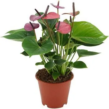 Антуриум Бейби Пурпл 12/40