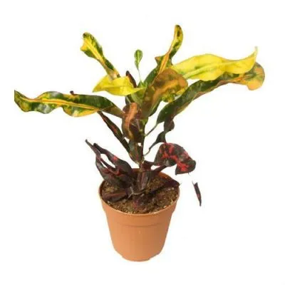 Кодиум Магнифицент 17/75