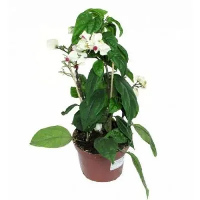 Клеродендрон Томпсона 13/30