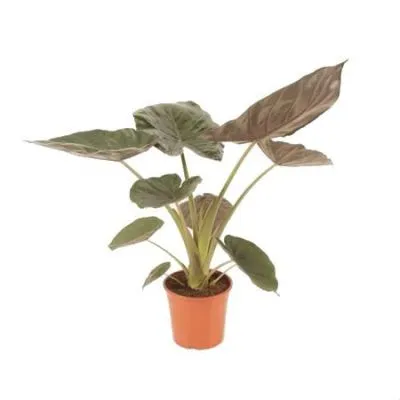 Алоказия Макрориц 21/140