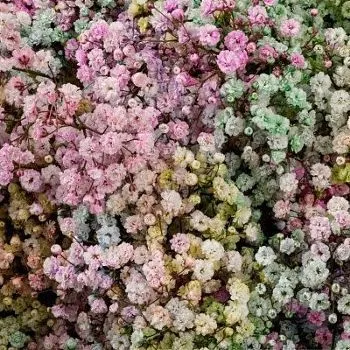 _гипсофила краш рейнбоу изр.