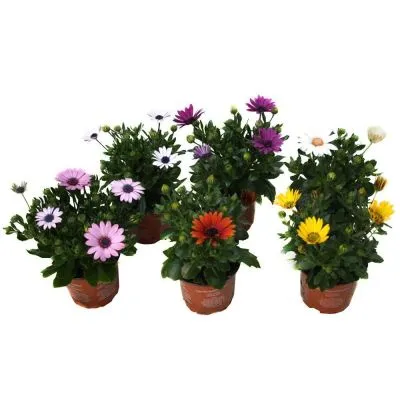 Остеоспермум Микс 10/20 фото в интернет-магазине Флоранж