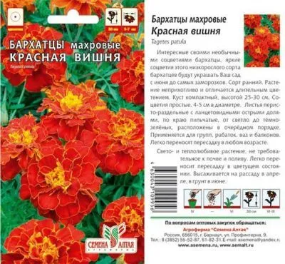 Бархатцы Красная Вишня (цветной пакет) 0,2г; Семена Алтая фото в интернет-магазине Флоранж