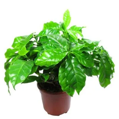 Кофе Арабика 12/25 фото в интернет-магазине Флоранж