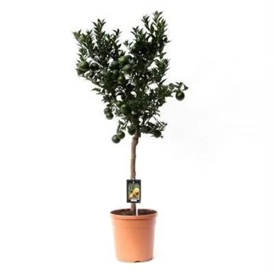 Цитрофортунелла Мандарин 22/80 штамб фото в интернет-магазине Флоранж