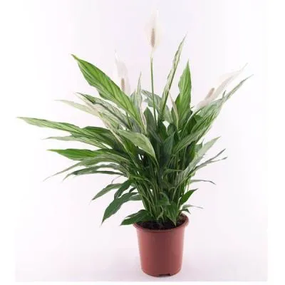 Спатифиллюм Сильвер Купидо 17/70 фото в интернет-магазине Флоранж