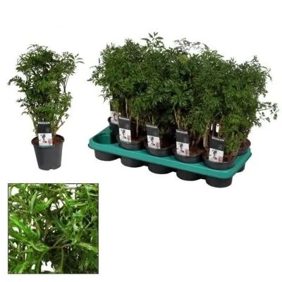 Полисциас Фрутикоза грин 12/50