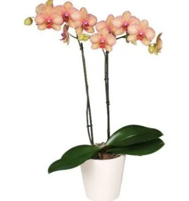 Фаленопсис микс 12/60 2 ств персиковый фото в интернет-магазине Флоранж