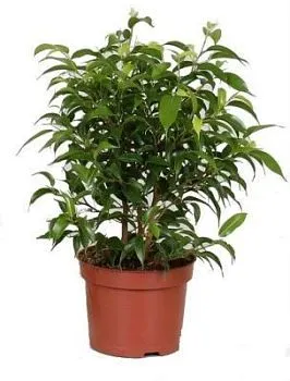 Фикус Бенджамина Наташа 12/30