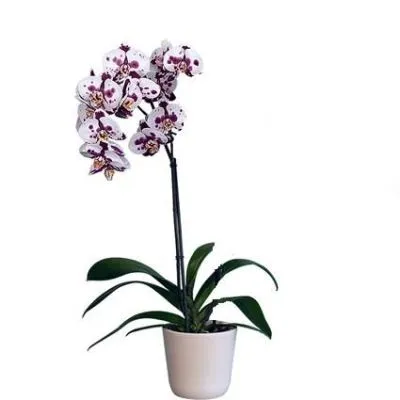 Фаленопсис микс 12/60 1 ств пестрый фото в интернет-магазине Флоранж