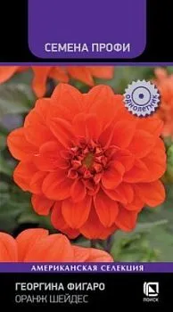 Георгина Фигаро Оранж Шейдес (цветной пакет) 10шт; Поиск