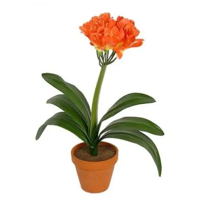 Кливия Миниата 13/55 фото в интернет-магазине Флоранж