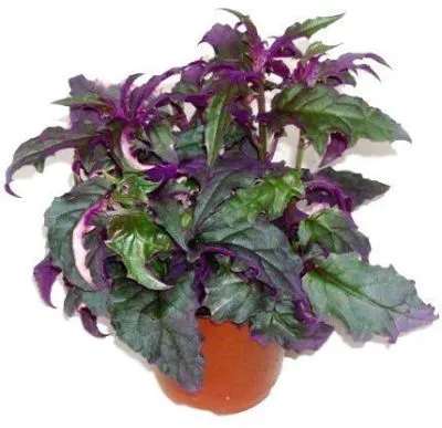 Гинура 12/30 фото в интернет-магазине Флоранж